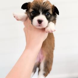 Jo - Black (Fluffy with tail) - Sable female Pembroke Welsh Corgi puppy in Milan, Georgia from Williams’ Welsh Corgis LLC