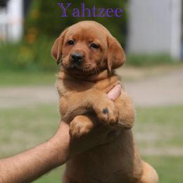 Yahtzee - Yellow female Labrador Retriever puppy in South Lyon, Michigan from Matoskah Meadows Labradors