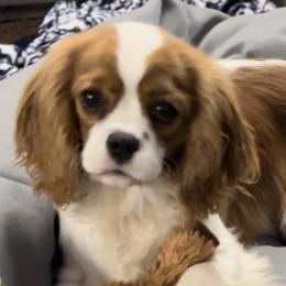 Cavalier King Charles Spaniels from Skylynn Cavaliers