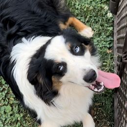 Miniature American Shepherd and Miniature Australian Shepherd Puppies from Whiskeytown Aussies