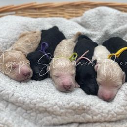 Poodle Puppies from Agape Standard Poodles