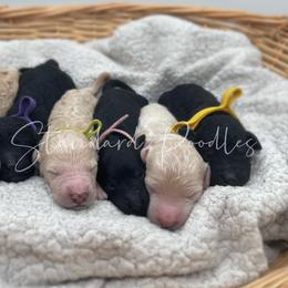 Poodle Puppies from Agape Standard Poodles