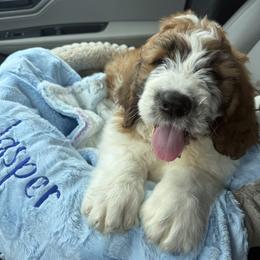 Saint Berdoodle Puppies from Country Manor Saint Berdoodles