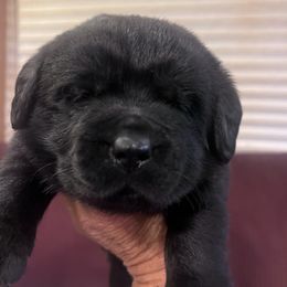 6th Pick Black Male - Black male Labrador Retriever puppy in Louisiana from Fetchmoore’s Labrador Retrievers