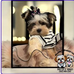 Lilly - Black and white female Shih Tzu puppy in Ocala, Florida from Yorkie  And Shih Tzu Love