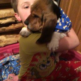 Basset Hound Puppies from Muggsk-9obedience
