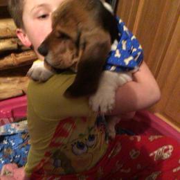 Basset Hound Puppies from Muggsk-9obedience