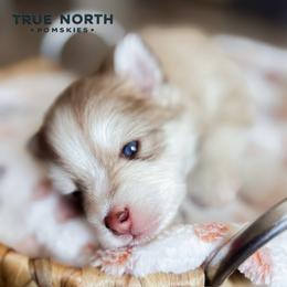 Austin - Red and white male Pomsky puppy in Olathe, Kansas from True North Pomskies