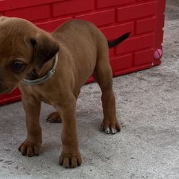 Gray boy - Rhodesian Ridgeback puppy in Palm Bay, Florida from Prestige Chihuahuas