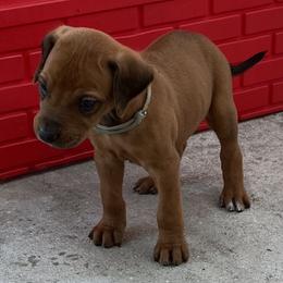 Gray boy - Rhodesian Ridgeback puppy in Palm Bay, Florida from Prestige Chihuahuas