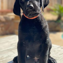 Labrador Retriever Puppies from On My Side Kennels