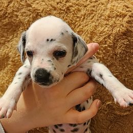 Pink Girl - White and black Dalmatian puppy in Old Fort, North Carolina from Smith's Dalmatians