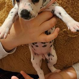 Pink Girl - White and black Dalmatian puppy in Old Fort, North Carolina from Smith's Dalmatians