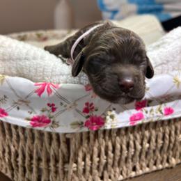 Millie - Brown female Cocker Spaniel puppy in Corcoran, California from Sweetheart Cockers