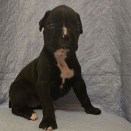 Girl 1 - Brindle female Boxer puppy in Leland, North Carolina from Ocean Breeze Boxers