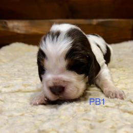 PB1 - Tri-Roan male English Springer Spaniel puppy in Britton, South Dakota from K&S Canines