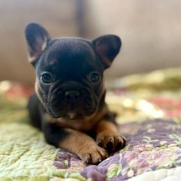 Buster - Black and tan male French Bulldog puppy in Greeley, Colorado from Mandy Moon French Bulldogs