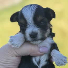 Boy 3 - Pepe - Parti male Yorkshire Terrier puppy in Rathdrum, Idaho from CDA Heavenly Yorkies