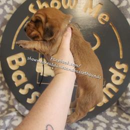 Black collar - Mahogany and white male Basset Hound puppy in Alton, Illinois from Show Me Great Danes and Basset Hounds
