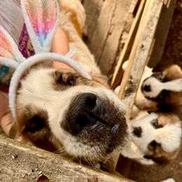 Lilly - Saint Bernard