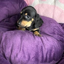 Winnie - Black and tan female Dachshund puppy in Richwood, West Virginia from Wild and Wonderful Wieners