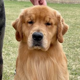 JP - Golden Retriever