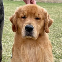 JP - Golden Retriever