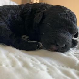 Dandelion - Black male Goldendoodle puppy in Eaton, Ohio from Dezi’s Sonshine Doodles