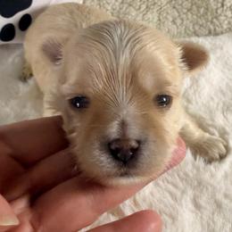 Breezy - Gold male Morkie puppy in Stockbridge, Georgia from Jenn’s Georgia Morkies and Biewer Terriers
