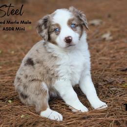Steel - RMM - Red merle male Miniature Australian Shepherd puppy in Nacogdoches, Texas from TK Standard, Mini, & Toy Aussies
