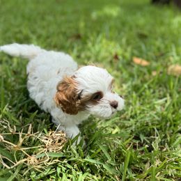 Cavapoo and Shihpoo Puppies from Haus of Doodles