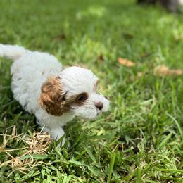 Cavapoo and Shihpoo Puppies from Haus of Doodles