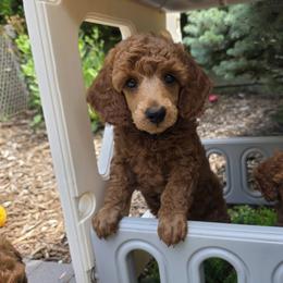 Blaze - Red  male Poodle puppy in Fort Salonga, New York from Blues Performance Poodles