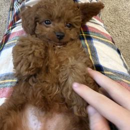 Bernedoodle, Cavapoo, Havanese, and Havapoo Puppies from Lady Paws Puppies - Cassie