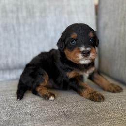 Boy 2 - Tri-color male Bernedoodle puppy in Spring Hill, Florida from Ohana Doodles