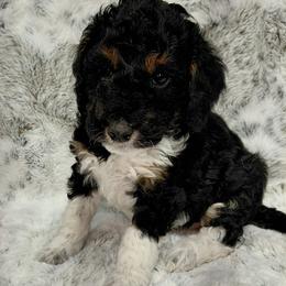 Mason - Black male Goldendoodle puppy in Eau Claire, Wisconsin from Fisher River Doodle's