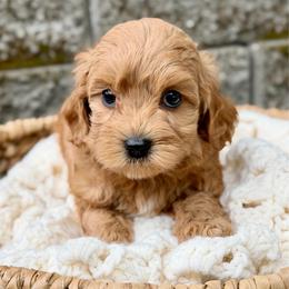Lavender - Red female Australian Labradoodle puppy in Auburn, Washington from West Valley Labradoodles