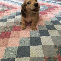 Dachshund Puppies from Western Slope English Cream Dachshund