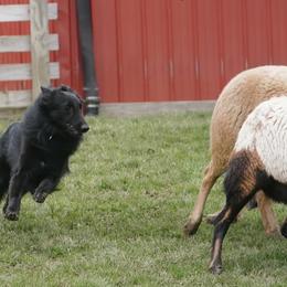 Belgian Sheepdogs from Sans Soleil