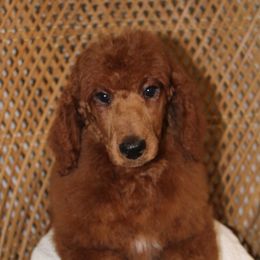 Rose - Red  female Poodle puppy in Mississippi from Ewing Acres