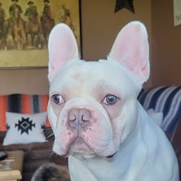 Marshy - French Bulldog