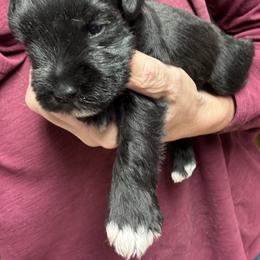 Boy 2 - Black male Miniature Schnauzer puppy in Mountain Home, Idaho from Kissack Kennels