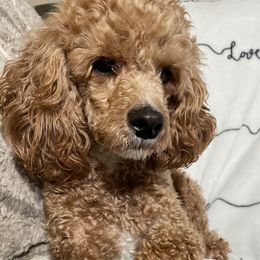 Jaxon - Poodle