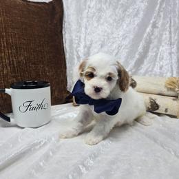 Benton - 2 lbs - Parti male Goldendoodle puppy in Floyd, Virginia from Hearts and Paws Poodles and Doodles