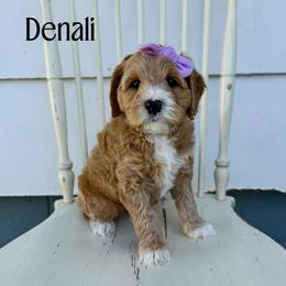Denali - Apricot female Australian Labradoodle puppy in Chelsea, Michigan from Michigan Labradoodles