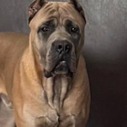 Cassian - Cane Corso