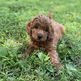 Goldendoodle Puppies from Lynes of Doodles