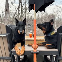 Beauceron All Grown Up from Fleur de Renard Beaucerons