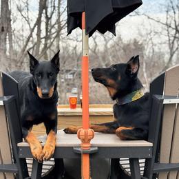 Beauceron All Grown Up from Fleur de Renard Beaucerons