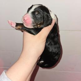 Girl 3 - Tri-color female Bernedoodle puppy in Mckenzie, Tennessee from Small Town Doodles & Poodles